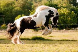 GYPSY VANNER