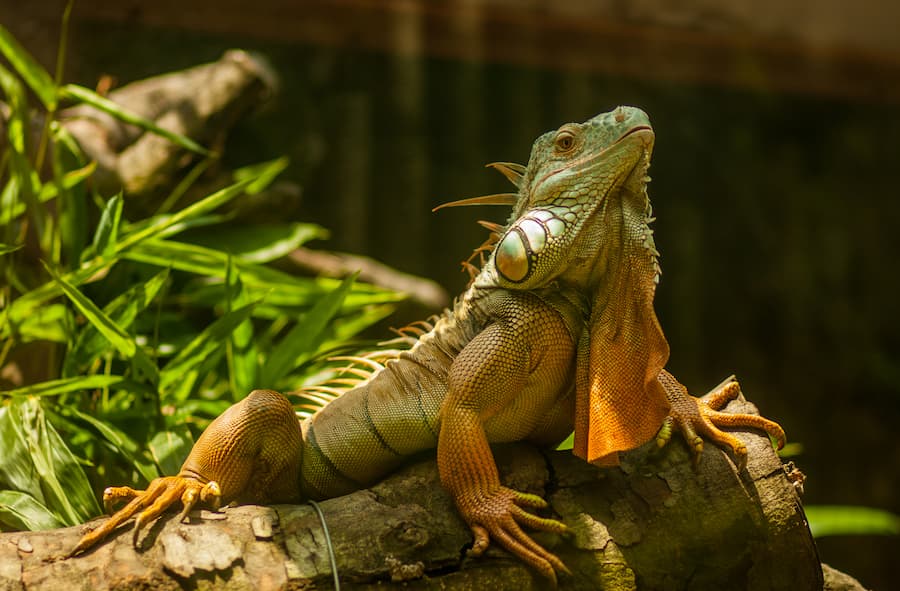 Rettile: Iguana verde