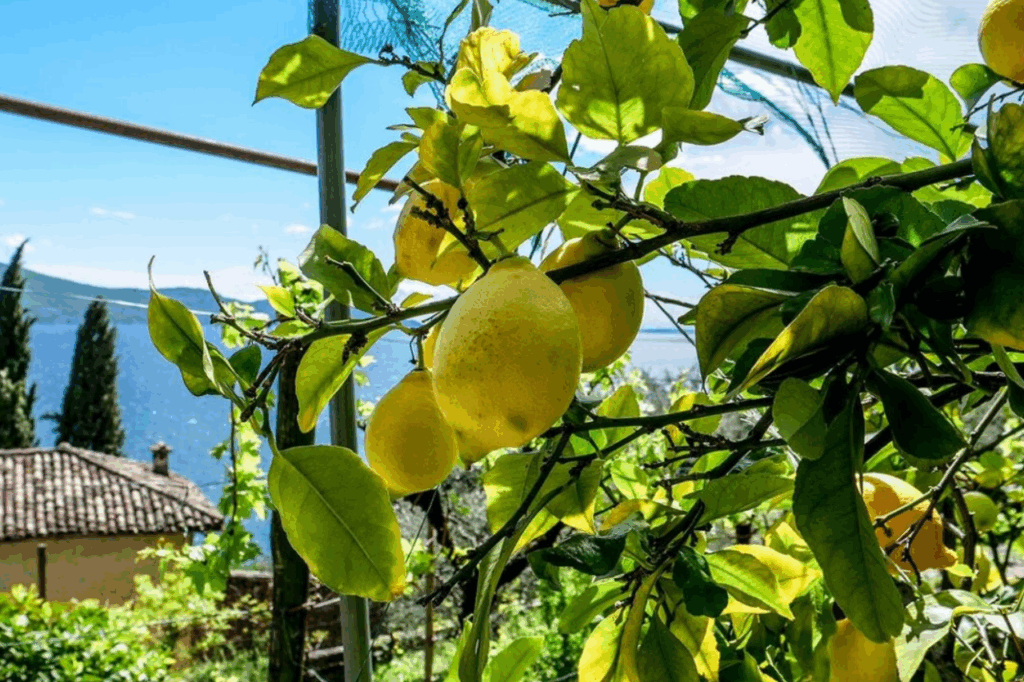 Una delle tipiche coltivazioni di Limoni che cade a pennello con vista sul Lago di Garda.