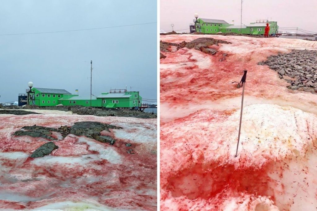 Watermelon Snow: in Antartide la neve si colora di rosso.