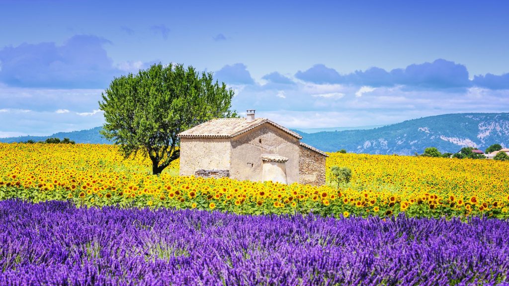 flower field in Provence 