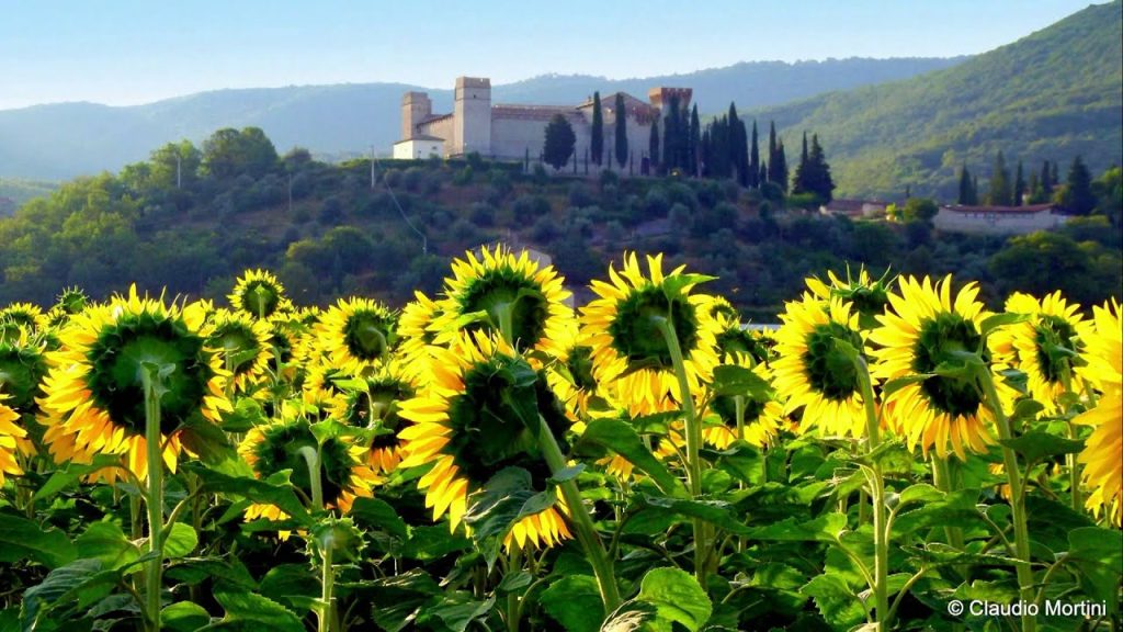 Sunflower filed in Umbria