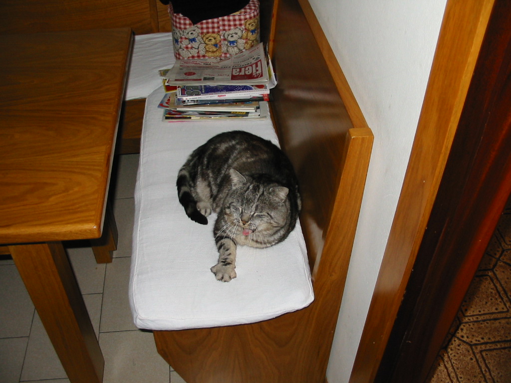 Gatto pigro che ci stiracchia in cucina