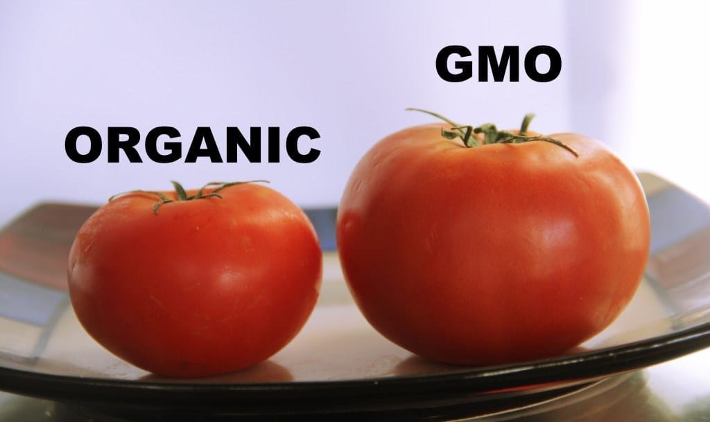 ci sono due pomodori uno organico (più piccolo) uno più grande (geneticamente modificato).