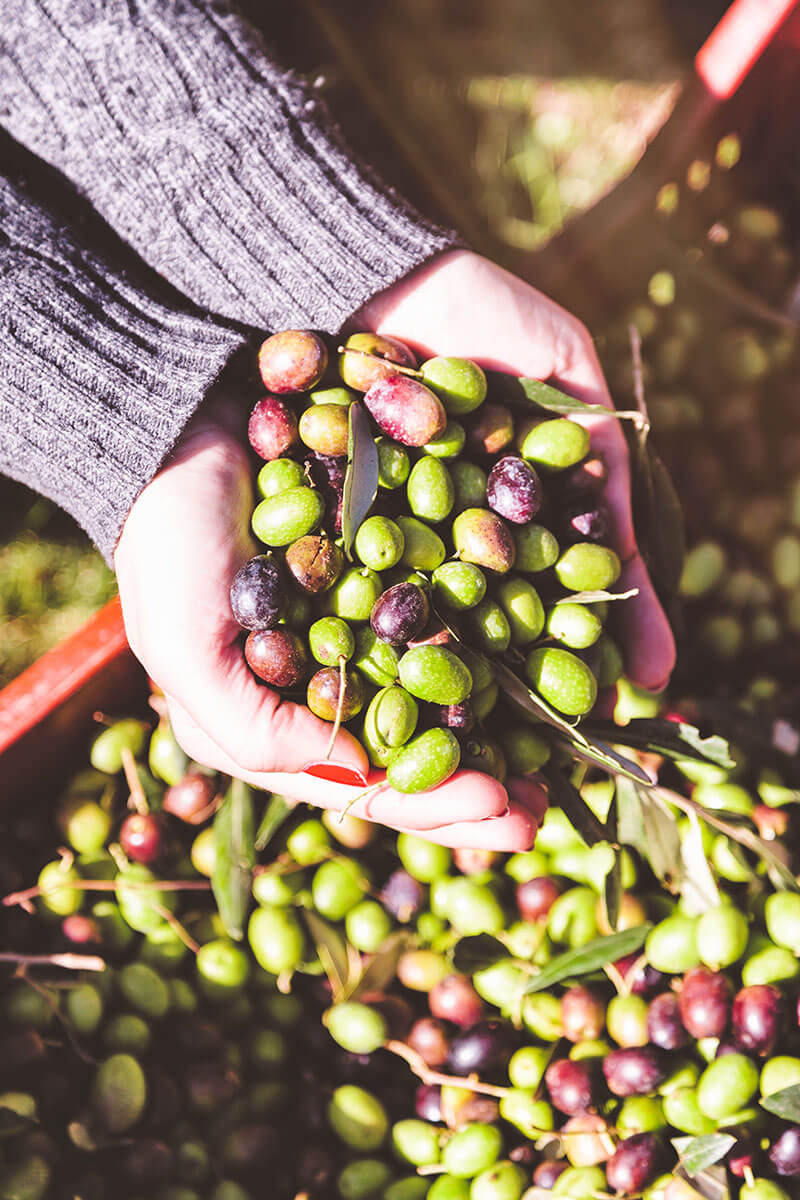 Olive di Brisighella appena raccolte pronte per la spremitura. Olio extra vergine di oliva prodotto tipico dell'Emilia-Romagna.