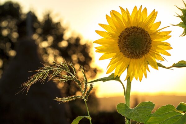 Girasoli